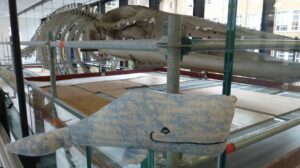 Up close with the Fin Whale at Cambridge Museum of Zoology