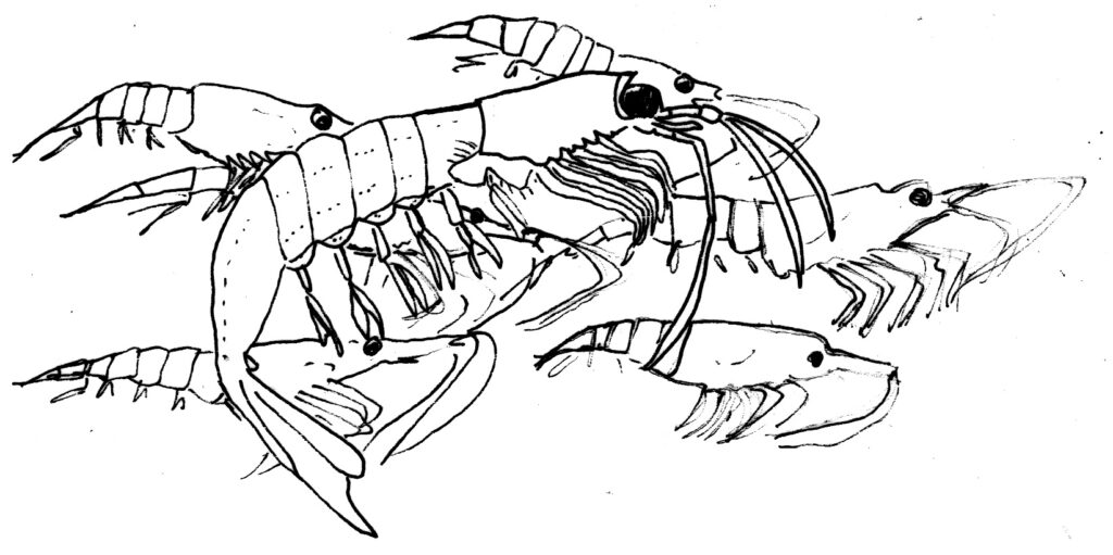 Sketches of krill in different sizes and position